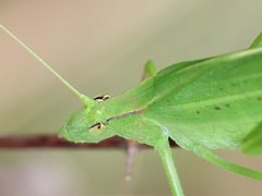 Polichne