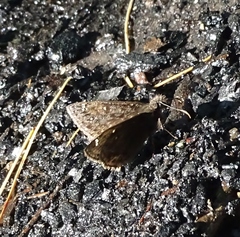 Erynnis juvenalis