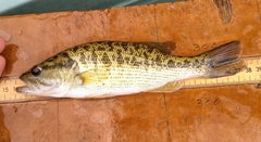 Micropterus treculii