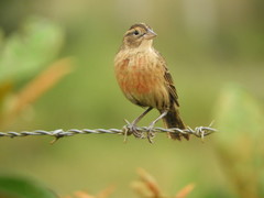 Leistes militaris