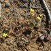 Camissonia contorta - Photo (c) Jim Morefield, algunos derechos reservados (CC BY)