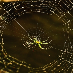 Leucauge argyrobapta
