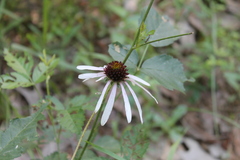 Echinacea sanguinea