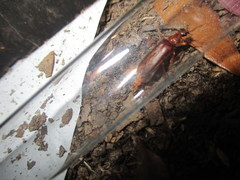 Selonodon