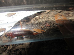 Selonodon