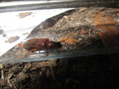Selonodon