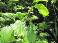 Desmocerus palliatus