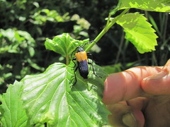 Desmocerus palliatus