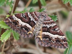 Chrysolarentia vicissata