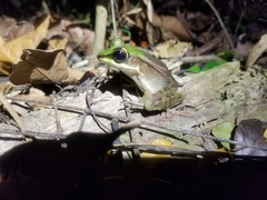 Lithobates juliani