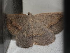 Taxeotis perlinearia