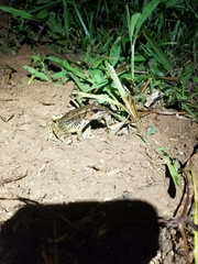 Lithobates brownorum
