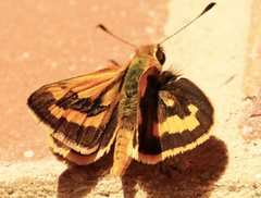 Ocybadistes walkeri sothis