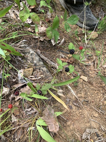 garden dewberry (Rubus aboriginum)