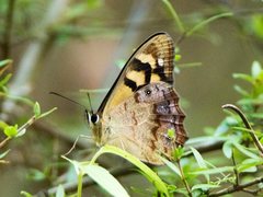 Heteronympha banksii