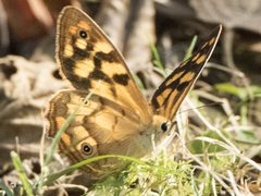 Heteronympha paradelpha