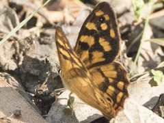 Heteronympha paradelpha