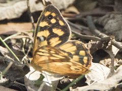 Heteronympha paradelpha