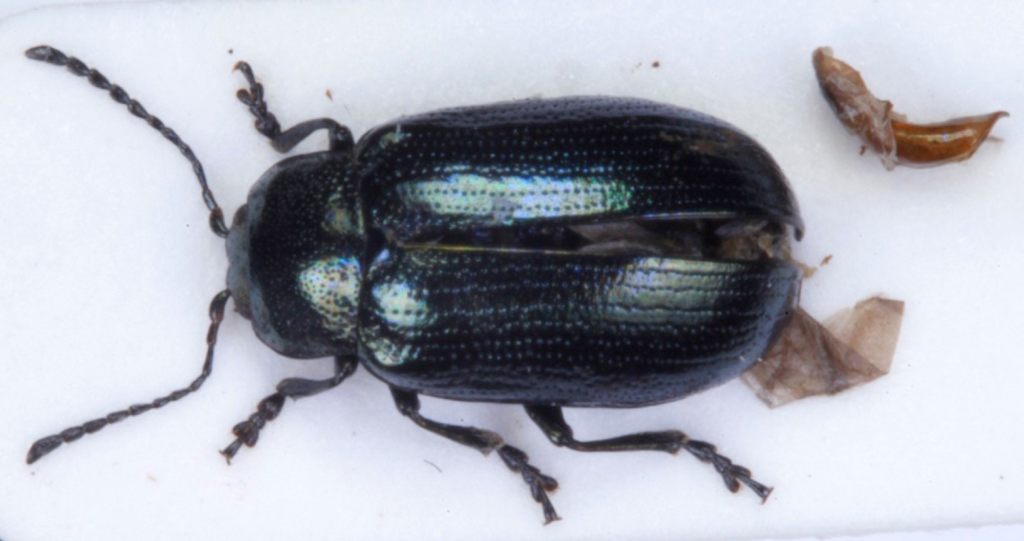 Phratora polaris
