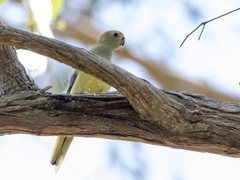 Neophema chrysostoma