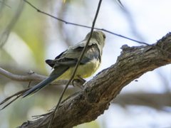 Neophema chrysostoma