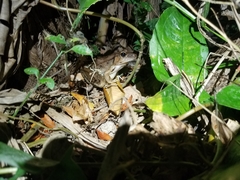 Lithobates brownorum