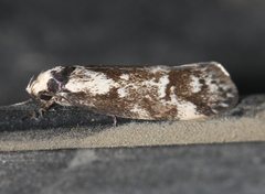 Palimmeces variegata