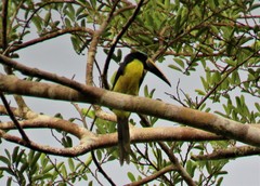 Pteroglossus inscriptus