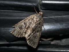 Condica aroana
