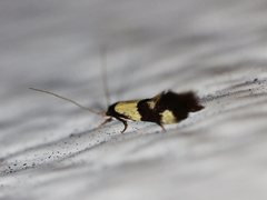 Opogona comptella