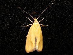 Aeolothapsa malacella