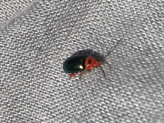 Kuschelina gibbitarsa