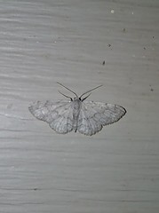 Idaea violacearia