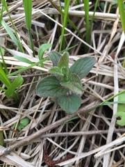 Mentha × piperita