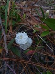 Stylisma pickeringii