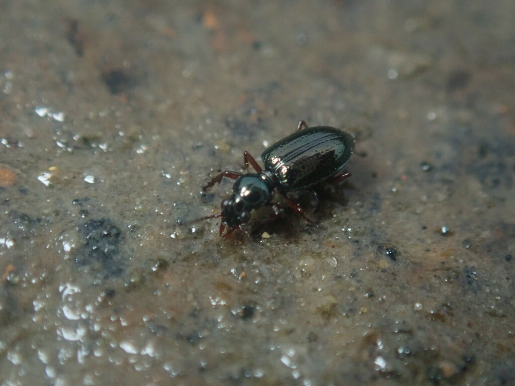 Green Semipoint-mouth Beetle