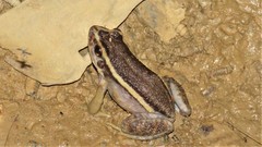 Lithodytes lineatus