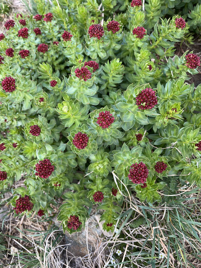 western roseroot