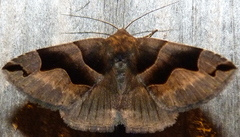 Gondysia