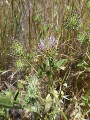 Trifolium obtusiflorum