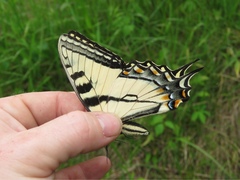 Papilio appalachiensis