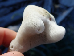Homaxinella amphispicula