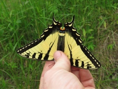 Papilio appalachiensis