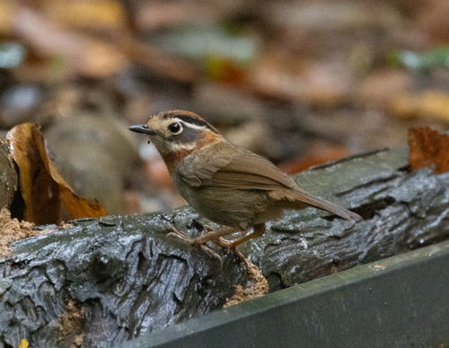 Rufous-throated Fulvetta (Schoeniparus rufogularis), photo 5