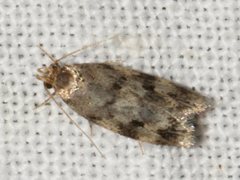 Barea subviridella