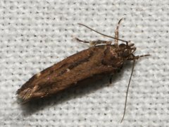 Macrobathra nephelomorpha