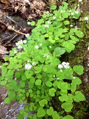 Thalictrum clavatum