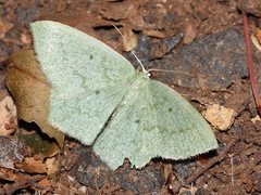 Maxates centrophylla