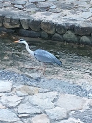 Ardea cinerea