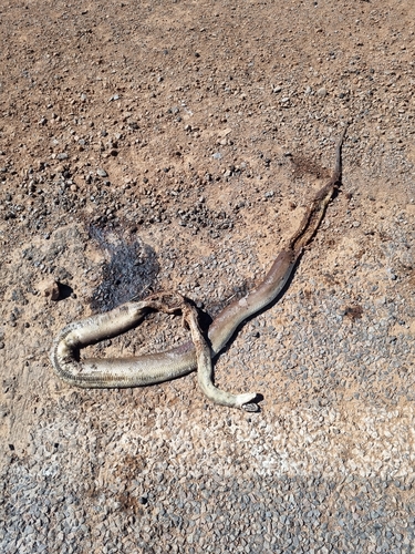 Olive Python sighting